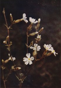 Fleurs sauvages : Silène enflé