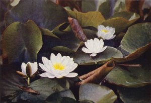 Fleurs sauvages : Nénuphar blanc