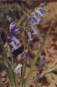 Fleurs sauvages : Jacinthe sauvage