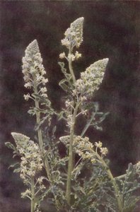 Fleurs sauvages : Réséda sauvage - Charles Essenhigh Corke