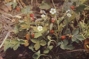 Fleurs sauvages : Fraisier des bois