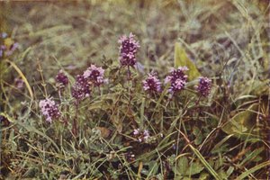 Fleurs sauvages : Thym Sauvage