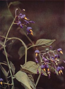 Fleurs Sauvages : Morelle Douce-Amère - Charles Essenhigh Corke