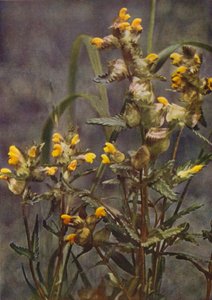 Fleurs sauvages : Rhinanthe - Charles Essenhigh Corke