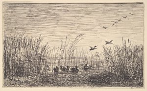 Canards dans les marais