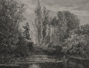 Cerfs au bord de l