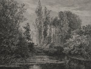 Cerfs au bord de l