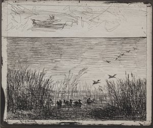 Marais avec des canards