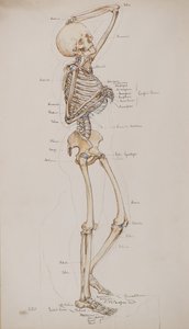 Étude [Squelette humain (os légendés)], c.1884 - Charles Gustav Louis Phillips