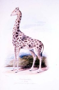 Girafe par James Edwin Edward Dawe, illustration de The Ruminantia Vol. I - Charles Hamilton (after) Smith