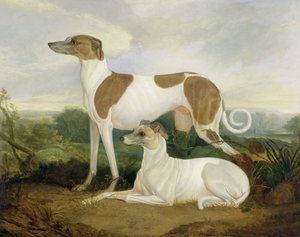 Deux lévriers dans un paysage - Charles Hancock