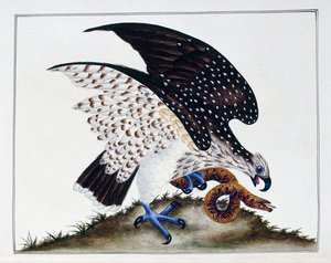Oiseau de proie avec serpent, 1808-21 - Charles Hayes