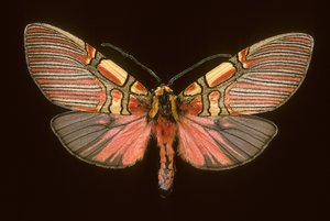 Anaxita constricta - Augustus Kollner