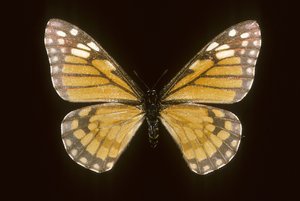 Baronia brevicornis - Augustus Kollner