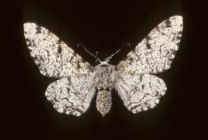 Betularia biston - Augustus Kollner