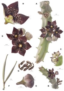 Planche botanique, Apteranthes joannis - Augustus Kollner