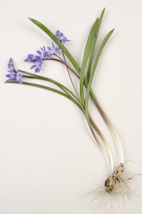 Tableau botanique de Chionodoxa forbesii - Augustus Kollner