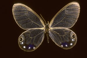 Cithaerias esmeralda - Augustus Kollner
