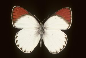 Colotis danae - Augustus Kollner