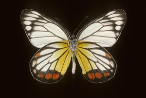 Delias hyparete, Mâle - Augustus Kollner
