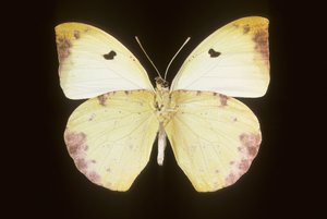 Gideona Lucasi - Augustus Kollner