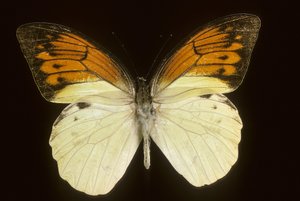 Hebomoia leukippe sulfurea - Augustus Kollner