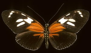 Heliconius burneyi catherina - Augustus Kollner