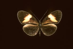 Heliconius melpomene - Augustus Kollner