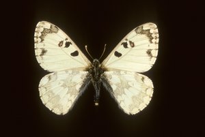Hypermnestra helios - Augustus Kollner