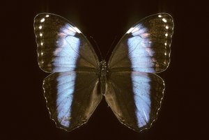 Morpho achilles, Mâle - Augustus Kollner