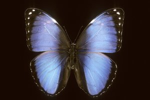 Morpho vitrea - Augustus Kollner