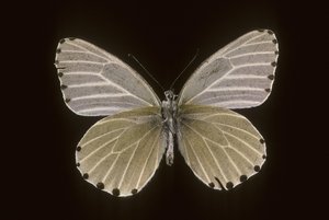 Mylothris humblot - Augustus Kollner