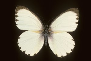 Mylothris ngaziya - Augustus Kollner