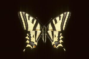 Papilio alexanor - Augustus Kollner
