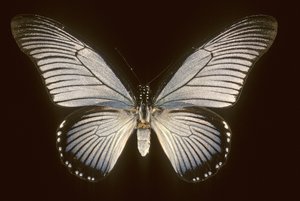 Papilio zalmoxis, Voilier bleu - Augustus Kollner