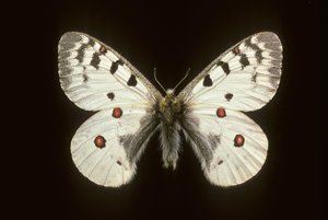 Parnassius phoebus, Petit apollon - Augustus Kollner