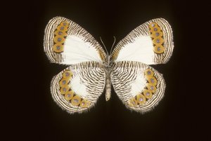 Physcaeneura leda - Augustus Kollner