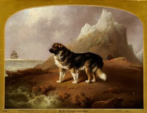Un chien Terre-Neuve