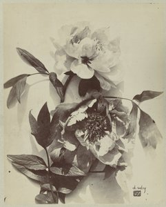 Nature morte de fleurs avec pivoines