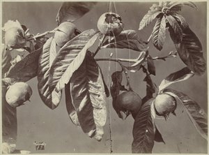 Nature morte avec nèfles