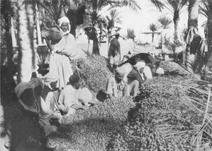 Récolte de dattes à Gabès, vers 1913