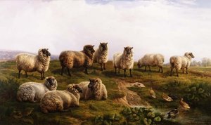 Moutons noirs gallois