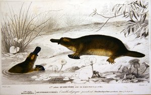 Ornithorynques, illustration du 