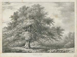 Lichfield - Saule de Dr. Johnson