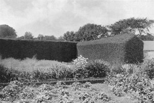 Haies de buis dans le jardin potager - Charles Latham