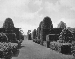 Ilex et if - Charles Latham