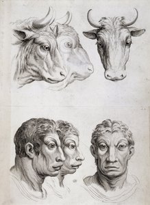 Comparaison hommes/bétail - Charles Le Brun