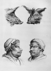 Similarités entre la tête d