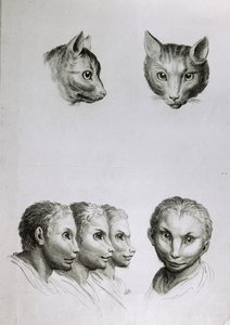 Similarités entre la tête d