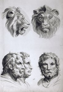 Similarités entre la tête d
